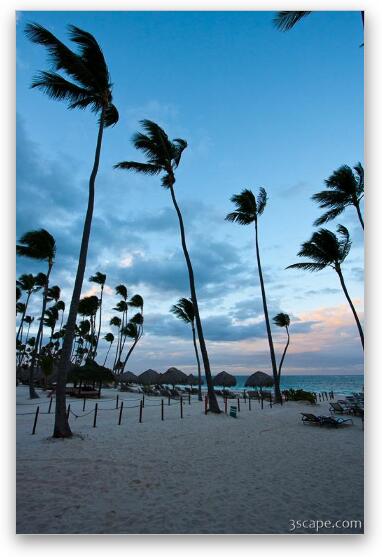 Palm trees on the beach at sunset Fine Art Metal Print