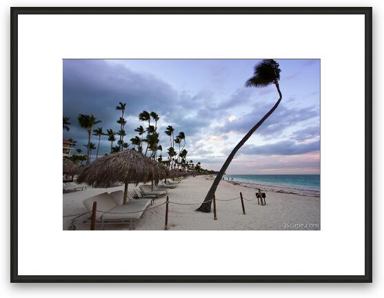 Palm trees on the beach at sunset Framed Fine Art Print