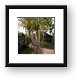 Pandanus tree Framed Print