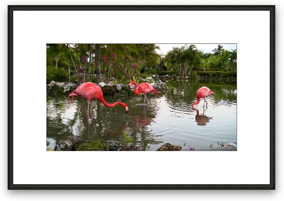 Flamingos Framed Fine Art Print