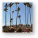 Wicker ball shaped loungers and palm trees at the beach Metal Print