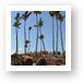 Wicker ball shaped loungers and palm trees at the beach Art Print