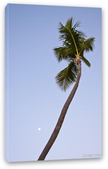 Palm tree and the setting moon Fine Art Canvas Print
