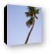 Palm tree and the setting moon Canvas Print