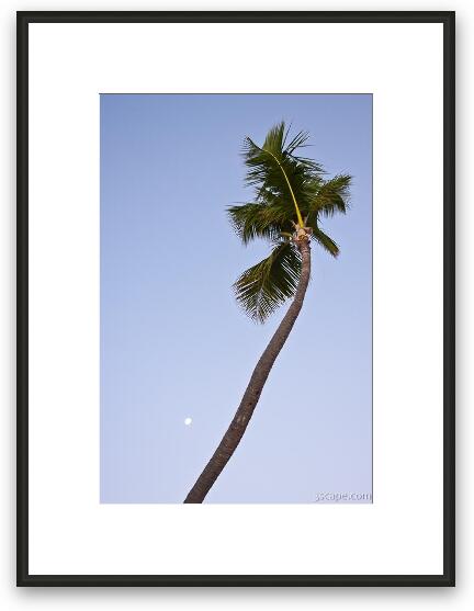 Palm tree and the setting moon Framed Fine Art Print