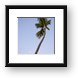 Palm tree and the setting moon Framed Print