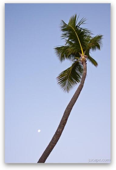 Palm tree and the setting moon Fine Art Metal Print