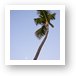 Palm tree and the setting moon Art Print