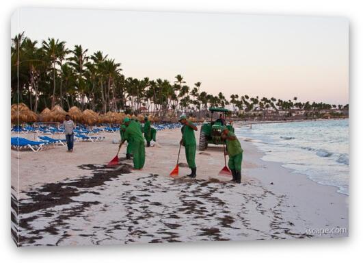 Resort workers cleaning seaweed off the beach Fine Art Canvas Print