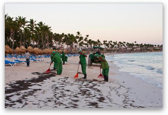 Resort workers cleaning seaweed off the beach Fine Art Metal Print