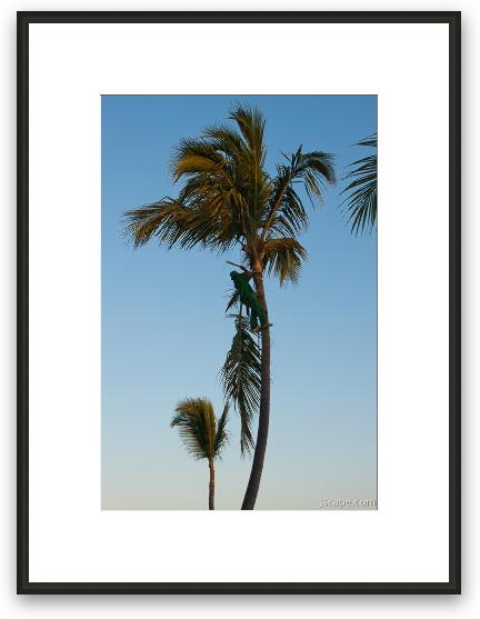 Palm trees Framed Fine Art Print