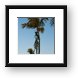 Palm trees Framed Print