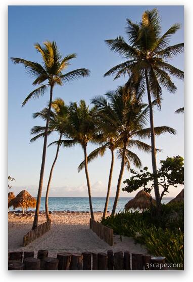 Palm trees on the resort beach Fine Art Metal Print