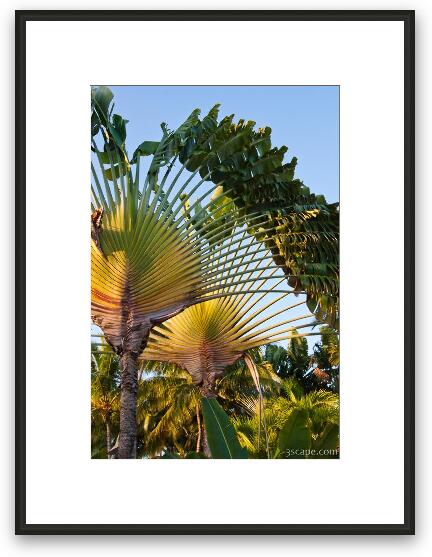 Fan palm trees Framed Fine Art Print