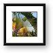 Fan palm trees Framed Print