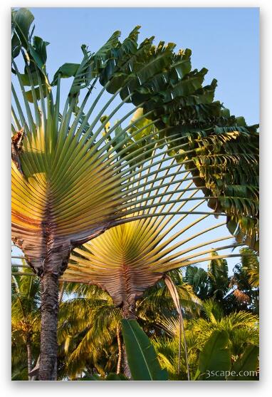 Fan palm trees Fine Art Metal Print