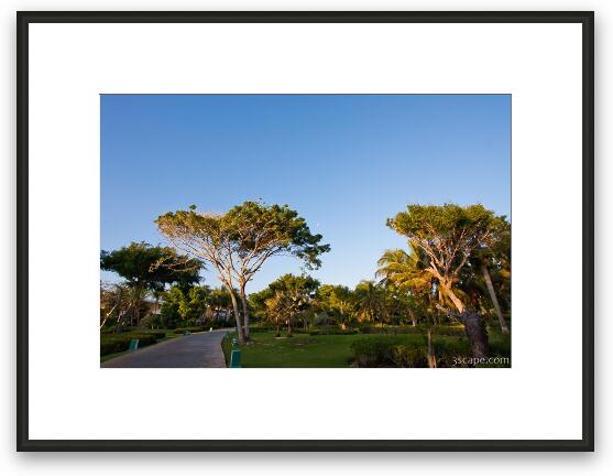 Melia Caribe landscaping Framed Fine Art Print