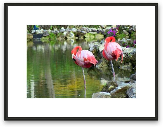 Flamingos Framed Fine Art Print