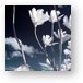 Infrared Palm Trees Metal Print