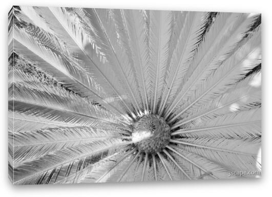 Infrared Palm Tree Fine Art Canvas Print