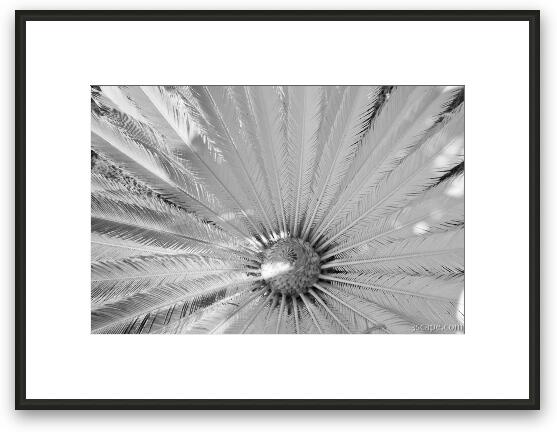 Infrared Palm Tree Framed Fine Art Print