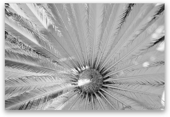 Infrared Palm Tree Fine Art Metal Print