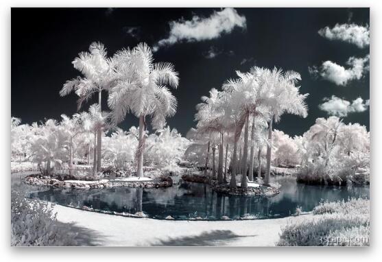 Tropical Paradise Infrared Fine Art Metal Print