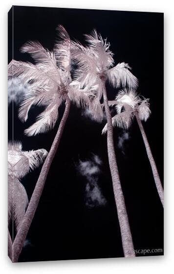 Infrared Palm Trees Fine Art Canvas Print