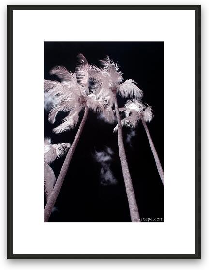 Infrared Palm Trees Framed Fine Art Print