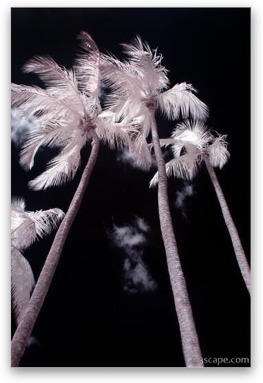 Infrared Palm Trees Fine Art Metal Print