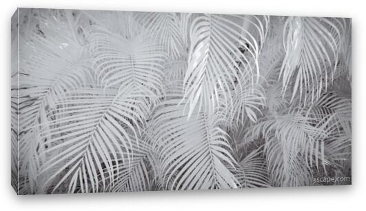 Infrared Palm Abstract Fine Art Canvas Print