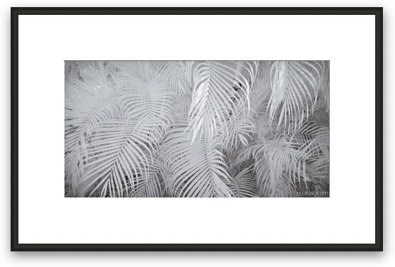 Infrared Palm Abstract Framed Fine Art Print