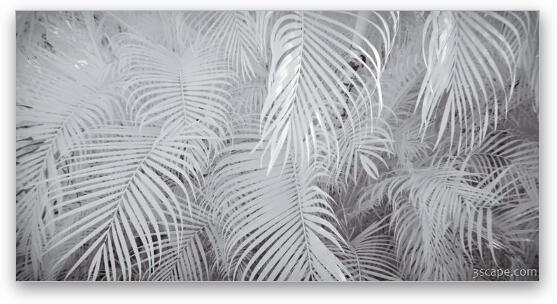 Infrared Palm Abstract Fine Art Metal Print
