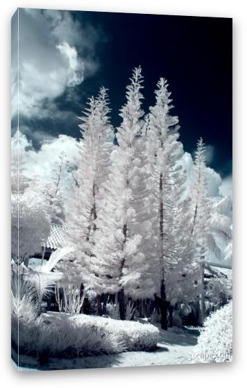 Four Tropical Pines Infrared Fine Art Canvas Print