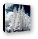 Four Tropical Pines Infrared Canvas Print