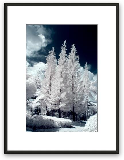 Four Tropical Pines Infrared Framed Fine Art Print