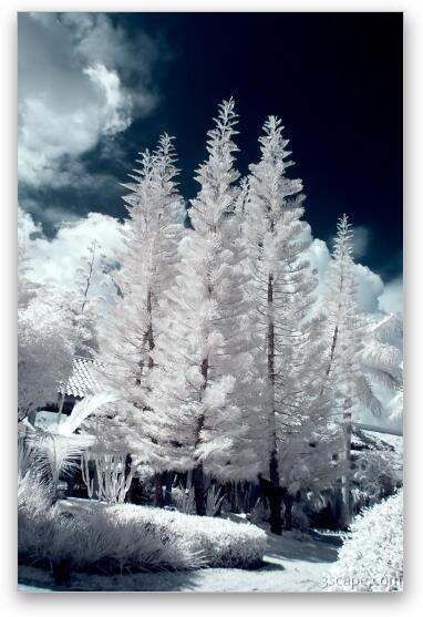 Four Tropical Pines Infrared Fine Art Metal Print