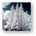 Four Tropical Pines Infrared Metal Print