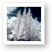 Four Tropical Pines Infrared Art Print