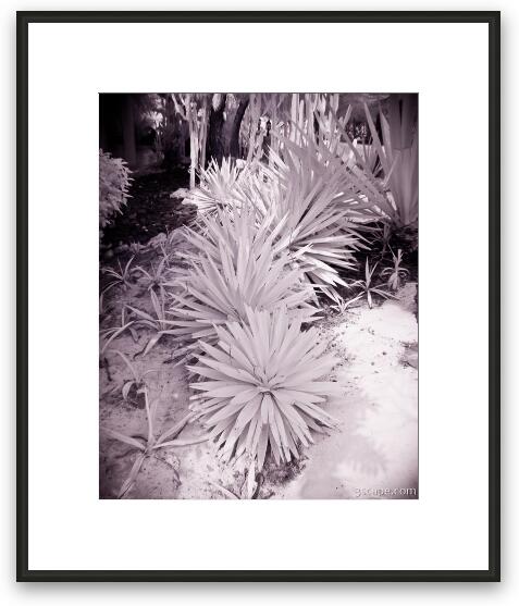Yucca plants Framed Fine Art Print