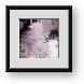Buy Framed Print
