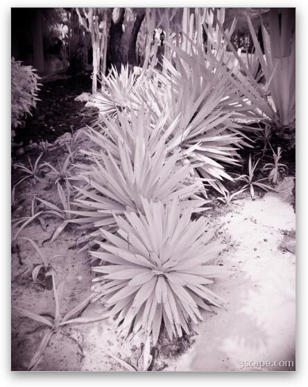 Yucca plants Fine Art Metal Print