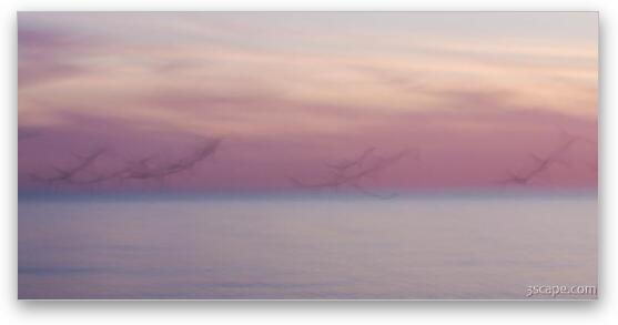 Pastel abstract - flying seagulls at dusk Fine Art Metal Print