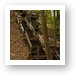 Staircase over dunes in PJ Hoffmaster State Park Art Print