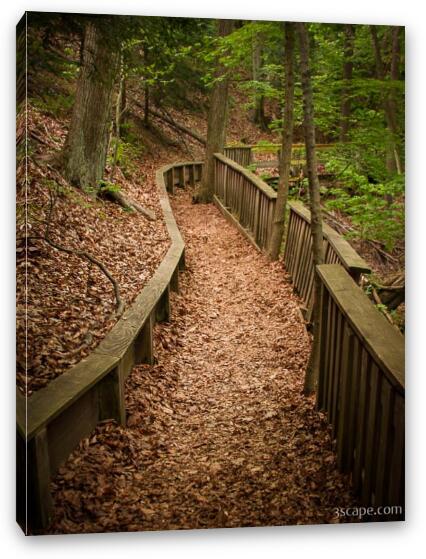 A Walk in the Woods Fine Art Canvas Print