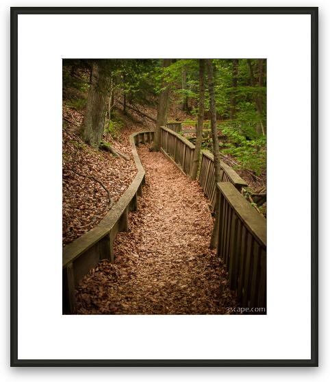 A Walk in the Woods Framed Fine Art Print