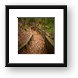 A Walk in the Woods Framed Print