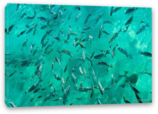 Lots of fish at the pier waiting to be fed Fine Art Canvas Print