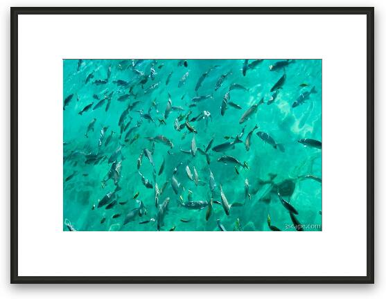 Lots of fish at the pier waiting to be fed Framed Fine Art Print