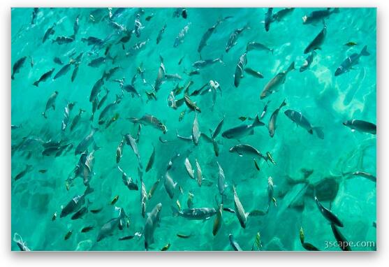 Lots of fish at the pier waiting to be fed Fine Art Metal Print